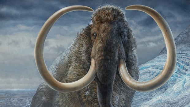 Bilim adamları, tüm yaşamı boyunca Buz Devri mamutunun adımlarını takip ediyor