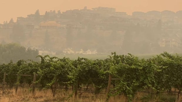 'Kül tablası içmek gibi': Bilim adamları ve şarap üreticileri neden orman yangınlarından kaynaklanan duman lekesi ile mücadele ediyor?